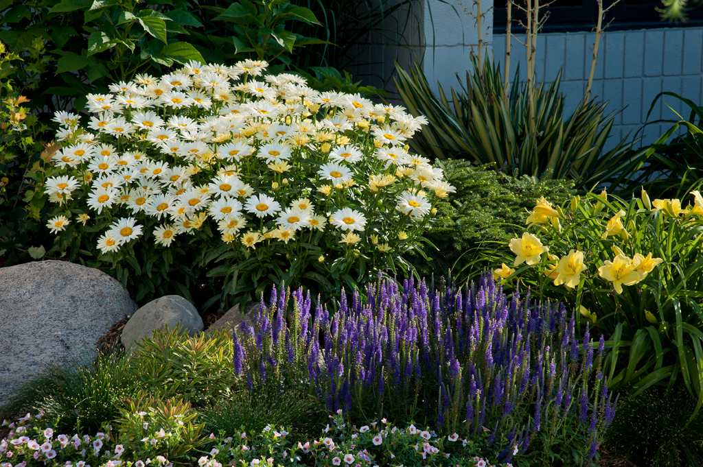 meet the 2017 perennial of the year proven winners meet the 2017 perennial of the year proven winners