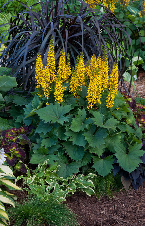 Winning the Battle: Perennials That Thrive in Shade 