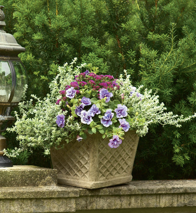 Container Garden Design - Foliage and Texture | Proven Winners