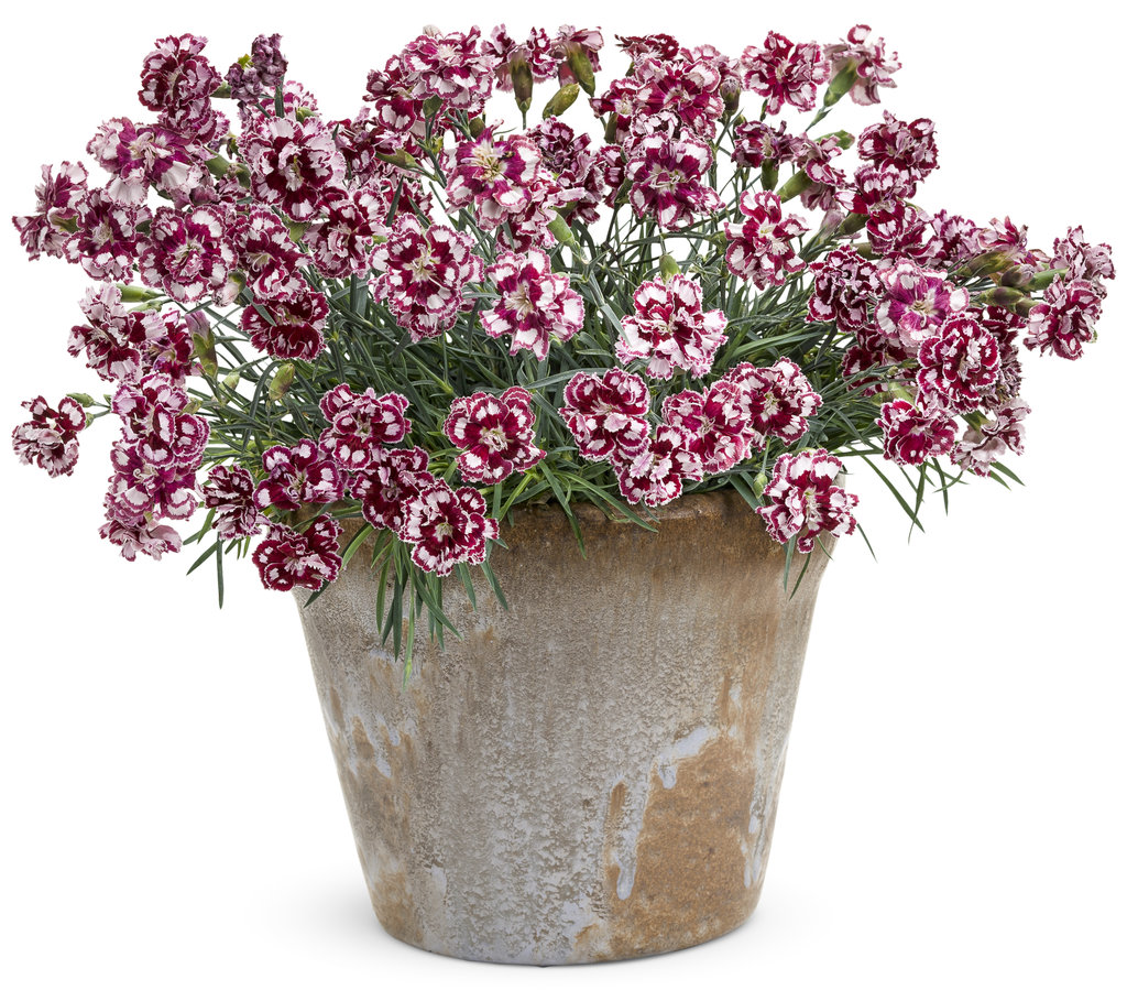 Overwintering Pretty Potted Perennials and Shrubs Proven