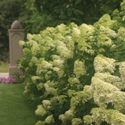 Limelight hydrangea