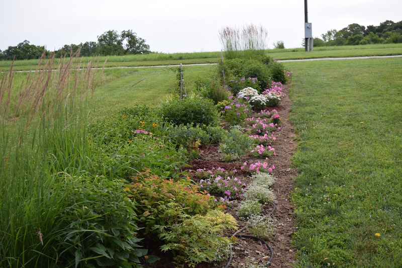 Kerry's Garden 2017 | Proven Winners