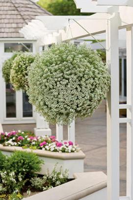 Hope For Hanging Baskets Proven Winners I Ve Been Thinking A Lot About Hanging Baskets Lately Are Mother S Day Gift Staple And For Good Reason They Re Beautiful Last
